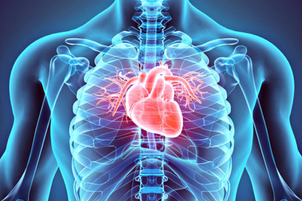 Cardiovascular /Heart Disease