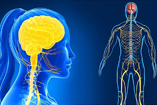 Nervous system